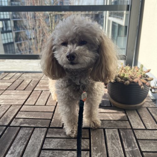 Bailey