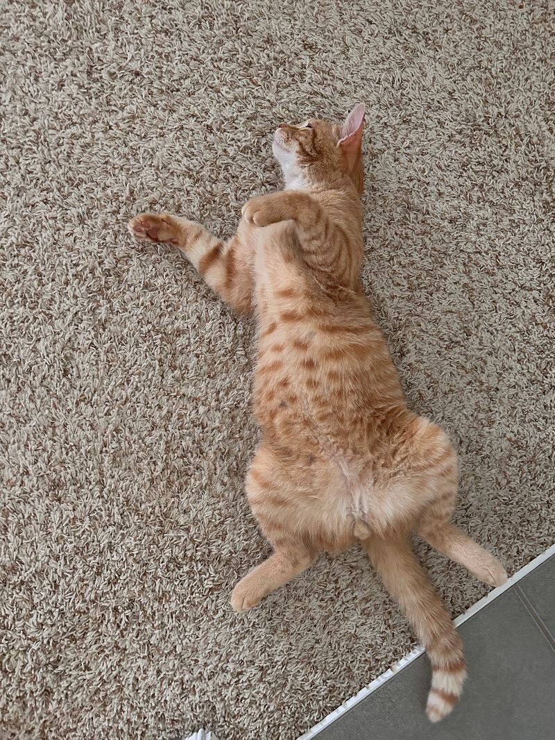 Magellan the Explorer