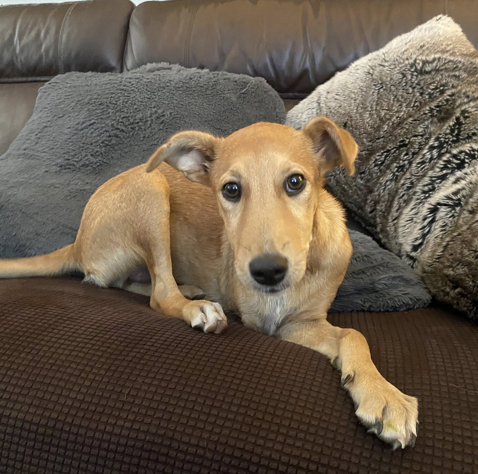 Zorra