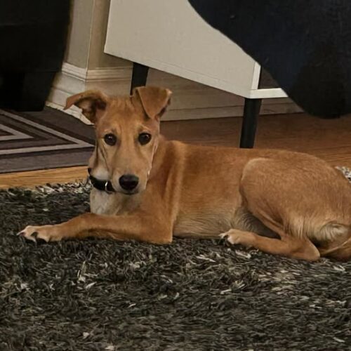 Zorra
