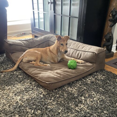 Zorra