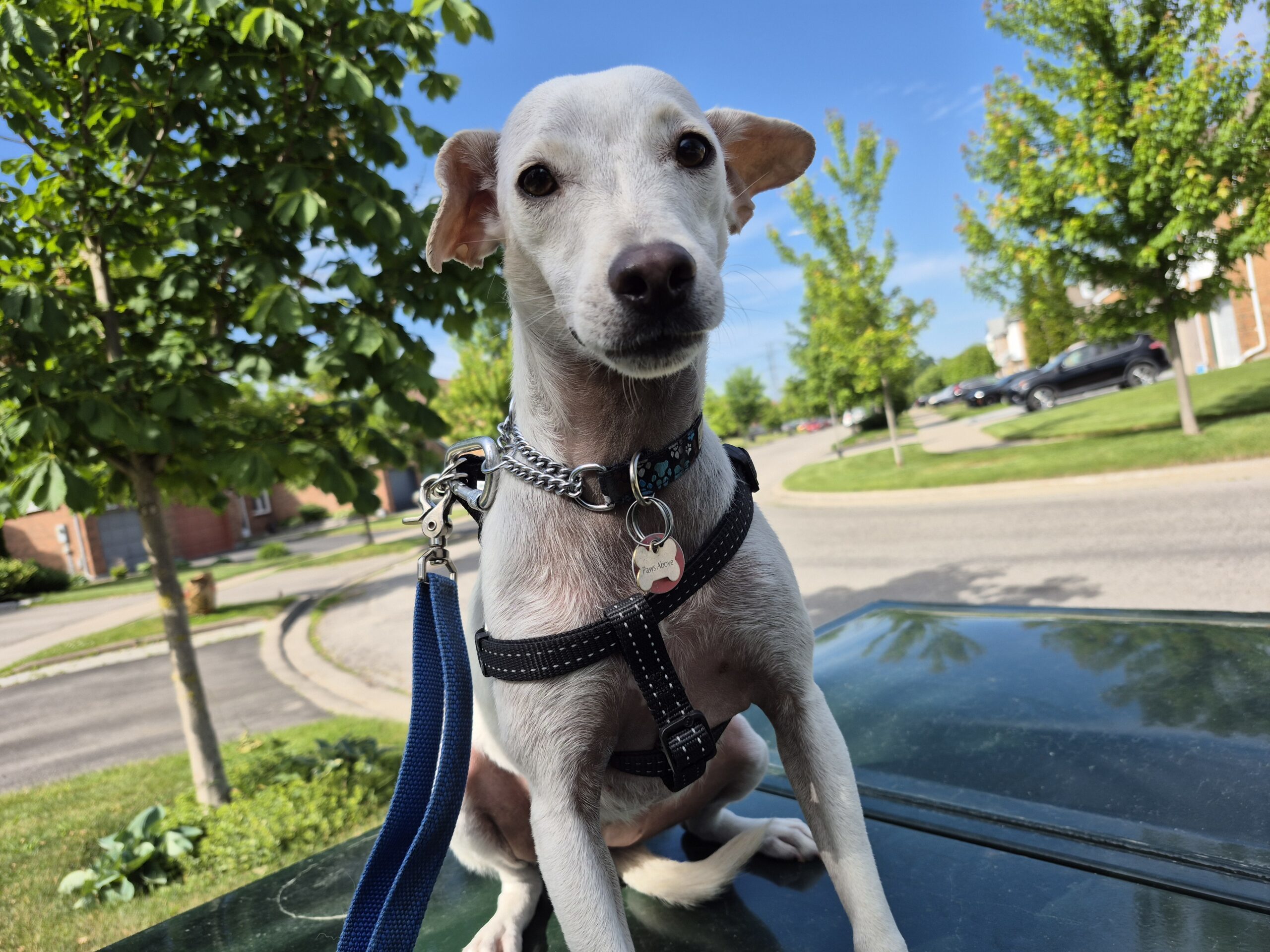 Lola, an adoptable Jack Russell Terrier, Mixed Breed in King City, ON, L7B 1K5 | Photo Image 1