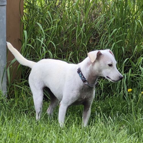 Lola, an adoptable Jack Russell Terrier, Mixed Breed in King City, ON, L7B 1K5 | Photo Image 2