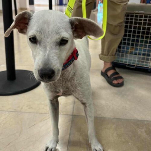 Lola, an adoptable Jack Russell Terrier, Mixed Breed in King City, ON, L7B 1K5 | Photo Image 3