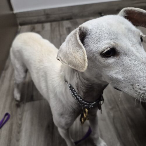 Lola, an adoptable Jack Russell Terrier, Mixed Breed in King City, ON, L7B 1K5 | Photo Image 4