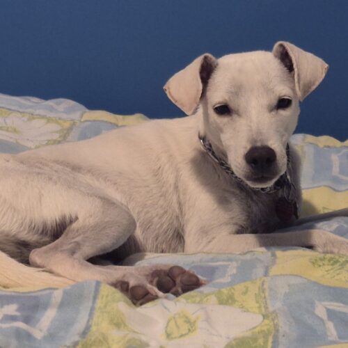 Lola, an adoptable Jack Russell Terrier, Mixed Breed in King City, ON, L7B 1K5 | Photo Image 5
