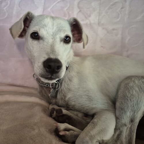 Lola, an adoptable Jack Russell Terrier, Mixed Breed in King City, ON, L7B 1K5 | Photo Image 6