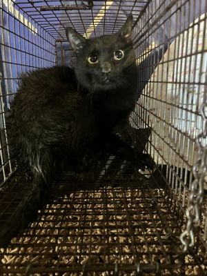 Primary Color Black Weight 1125lbs Animal has been Neutered