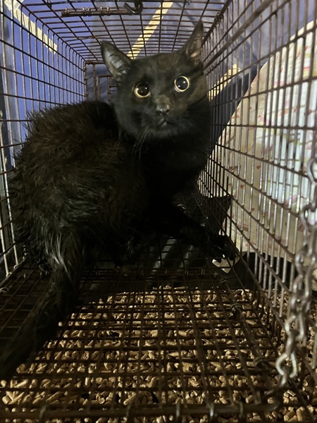 Tanko, an adoptable Domestic Medium Hair in Spokane Valley, WA, 99212 | Photo Image 1