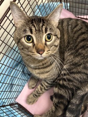 Primary Color Brown Tabby Weight 10625lbs Animal has been Neutered