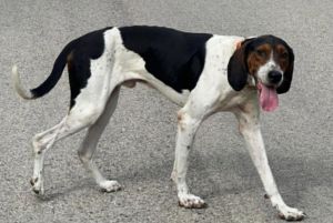 Walker/ Boone, Adult Male Treeing Walker Coonhound
