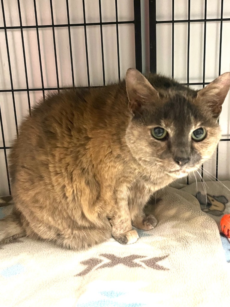 Princess Feebee