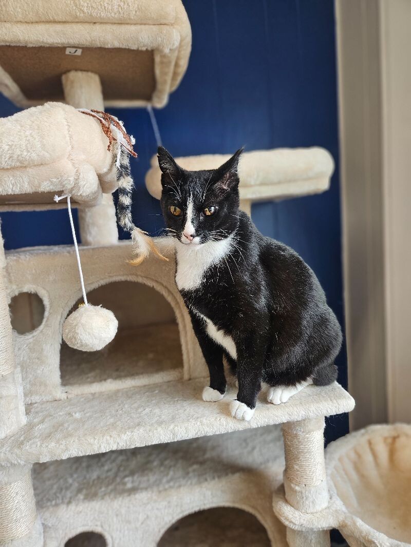 Melvin, an adoptable Domestic Short Hair in Yankton, SD, 57078 | Photo Image 1
