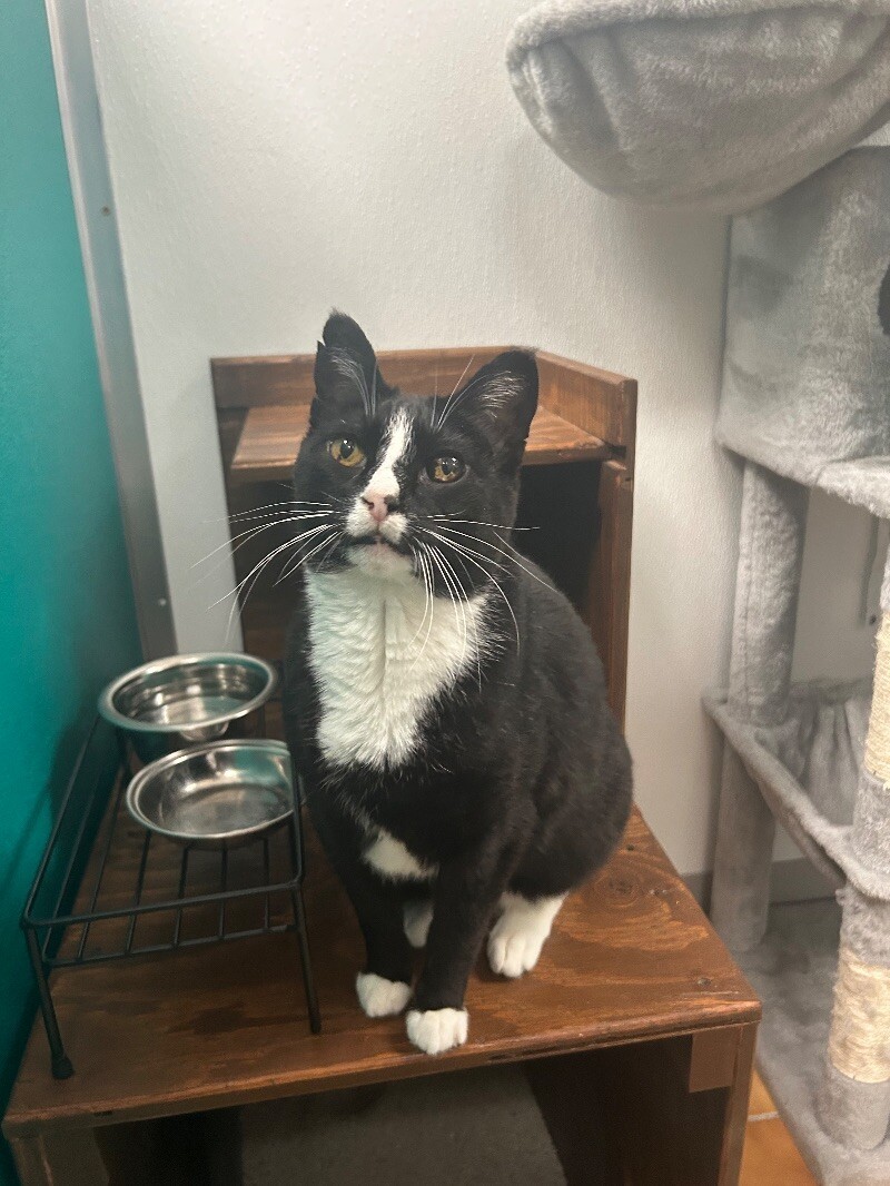Melvin, an adoptable Domestic Short Hair in Yankton, SD, 57078 | Photo Image 2