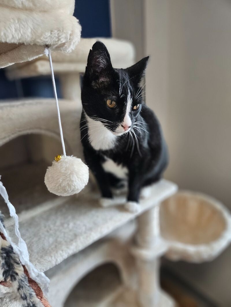 Melvin, an adoptable Domestic Short Hair in Yankton, SD, 57078 | Photo Image 3