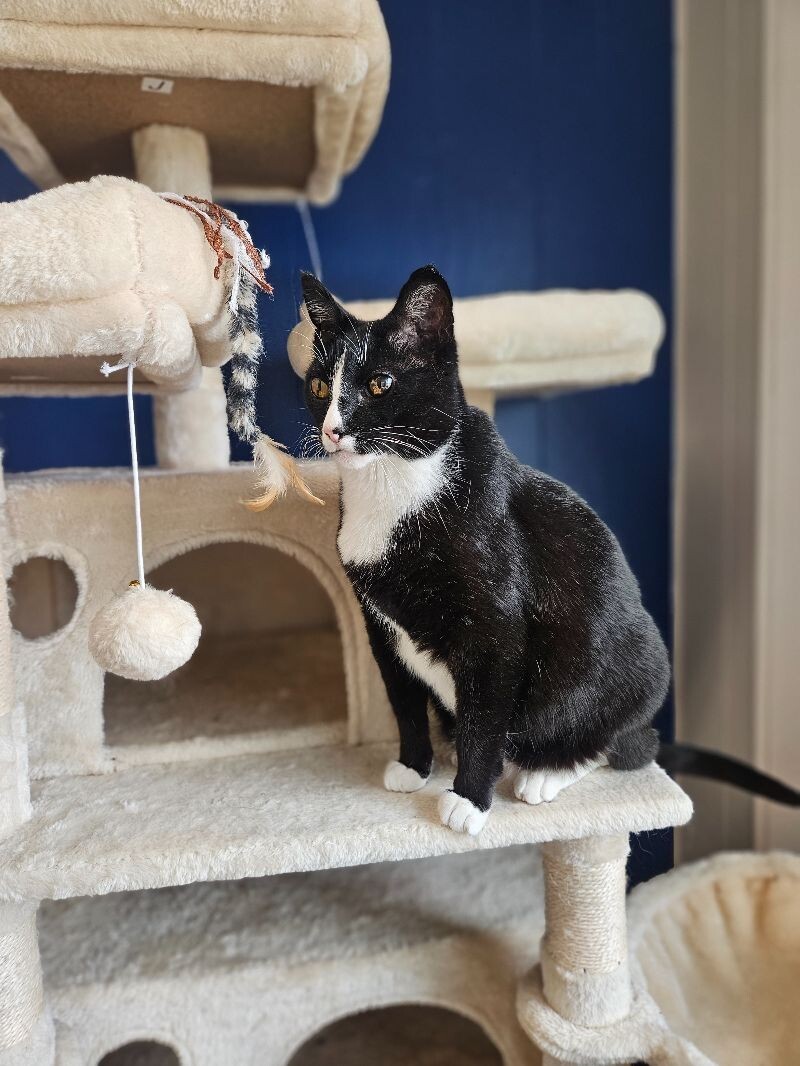 Melvin, an adoptable Domestic Short Hair in Yankton, SD, 57078 | Photo Image 4