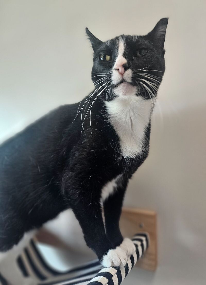 Melvin, an adoptable Domestic Short Hair in Yankton, SD, 57078 | Photo Image 5