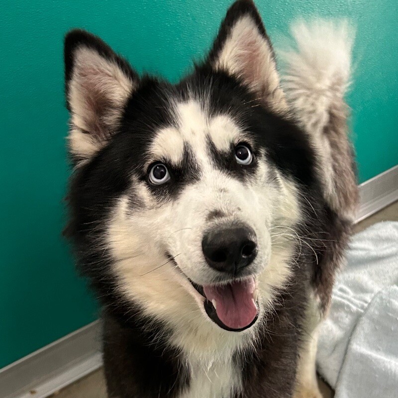 Kia, an adoptable Siberian Husky in Yankton, SD, 57078 | Photo Image 1