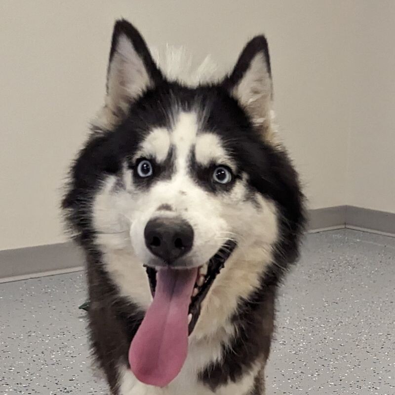 Kia, an adoptable Siberian Husky in Yankton, SD, 57078 | Photo Image 2