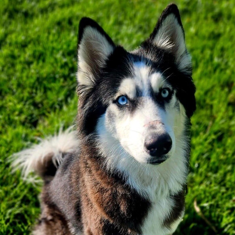 Kia, an adoptable Siberian Husky in Yankton, SD, 57078 | Photo Image 3