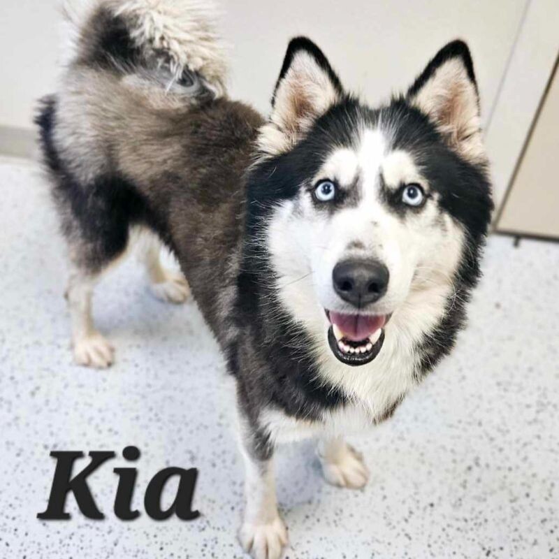 Kia, an adoptable Siberian Husky in Yankton, SD, 57078 | Photo Image 4