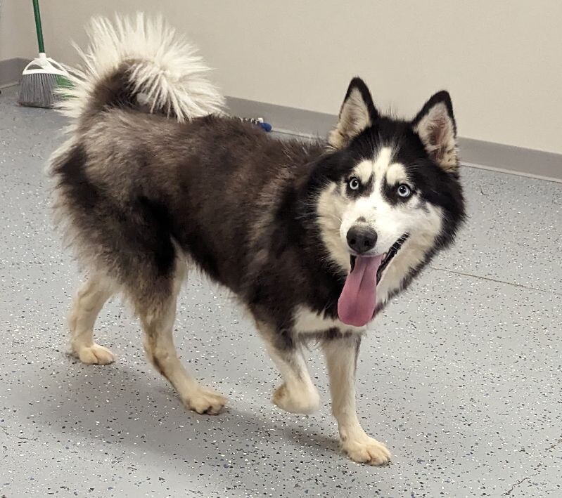 Kia, an adoptable Siberian Husky in Yankton, SD, 57078 | Photo Image 5