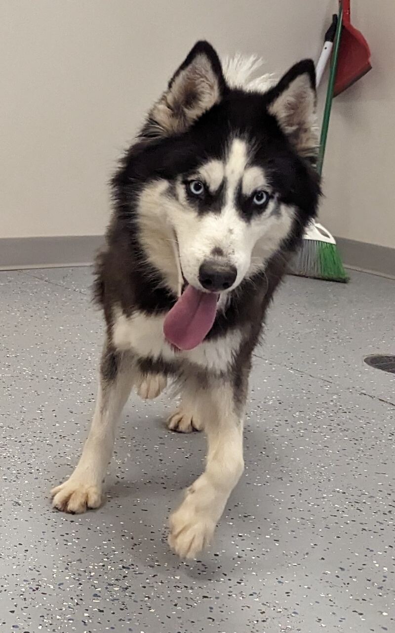 Kia, an adoptable Siberian Husky in Yankton, SD, 57078 | Photo Image 6