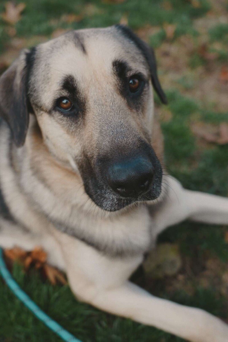 Leo