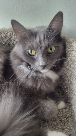 Penny Domestic Medium Hair Cat