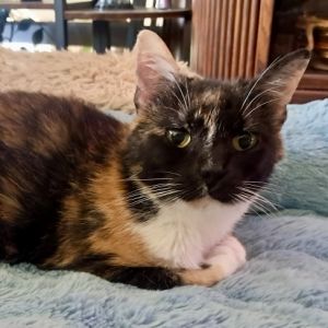 Raelynn is a beautiful calico with some special needs Shes a loving curious girl that wants to ma