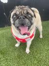 Riggs *special needs* *bonded to Elodie* / Elodie *bonded to Riggs* photo 1