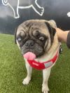 Riggs *special needs* *bonded to Elodie* / Elodie *bonded to Riggs* photo 2