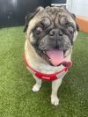 Riggs *special needs* *bonded to Elodie* / Elodie *bonded to Riggs* photo 3