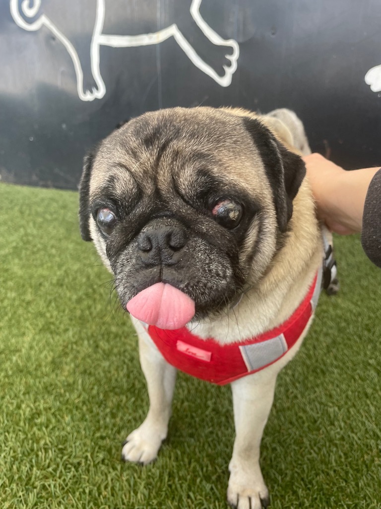 Riggs *special needs* *bonded to Elodie* / Elodie *bonded to Riggs*