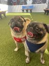 Riggs *special needs* *bonded to Elodie* / Elodie *bonded to Riggs* photo 4