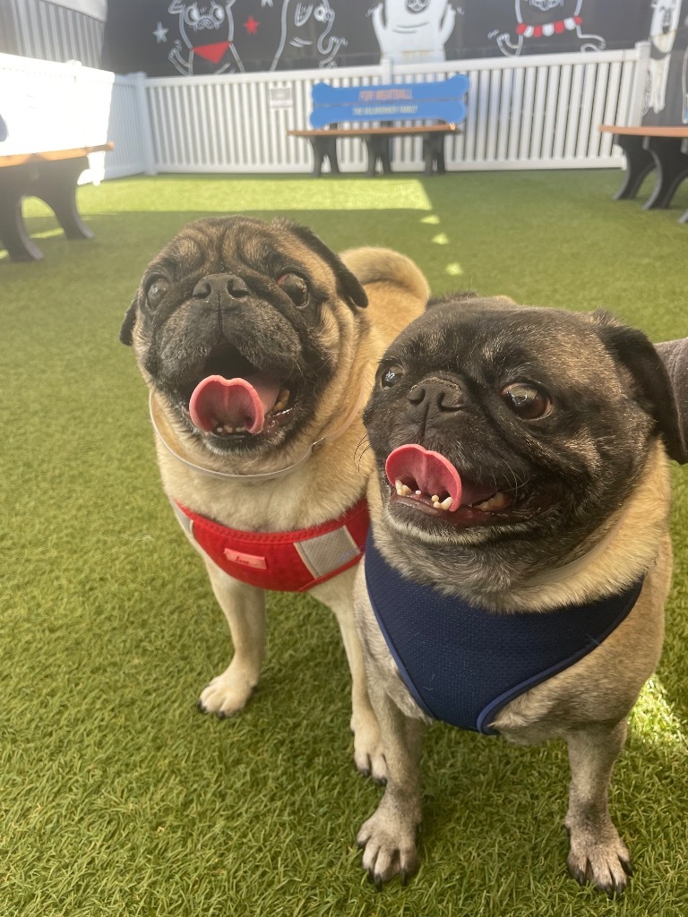 Riggs *special needs* *bonded to Elodie* / Elodie *bonded to Riggs*