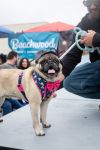 Riggs *special needs* *bonded to Elodie* / Elodie *bonded to Riggs* photo 6