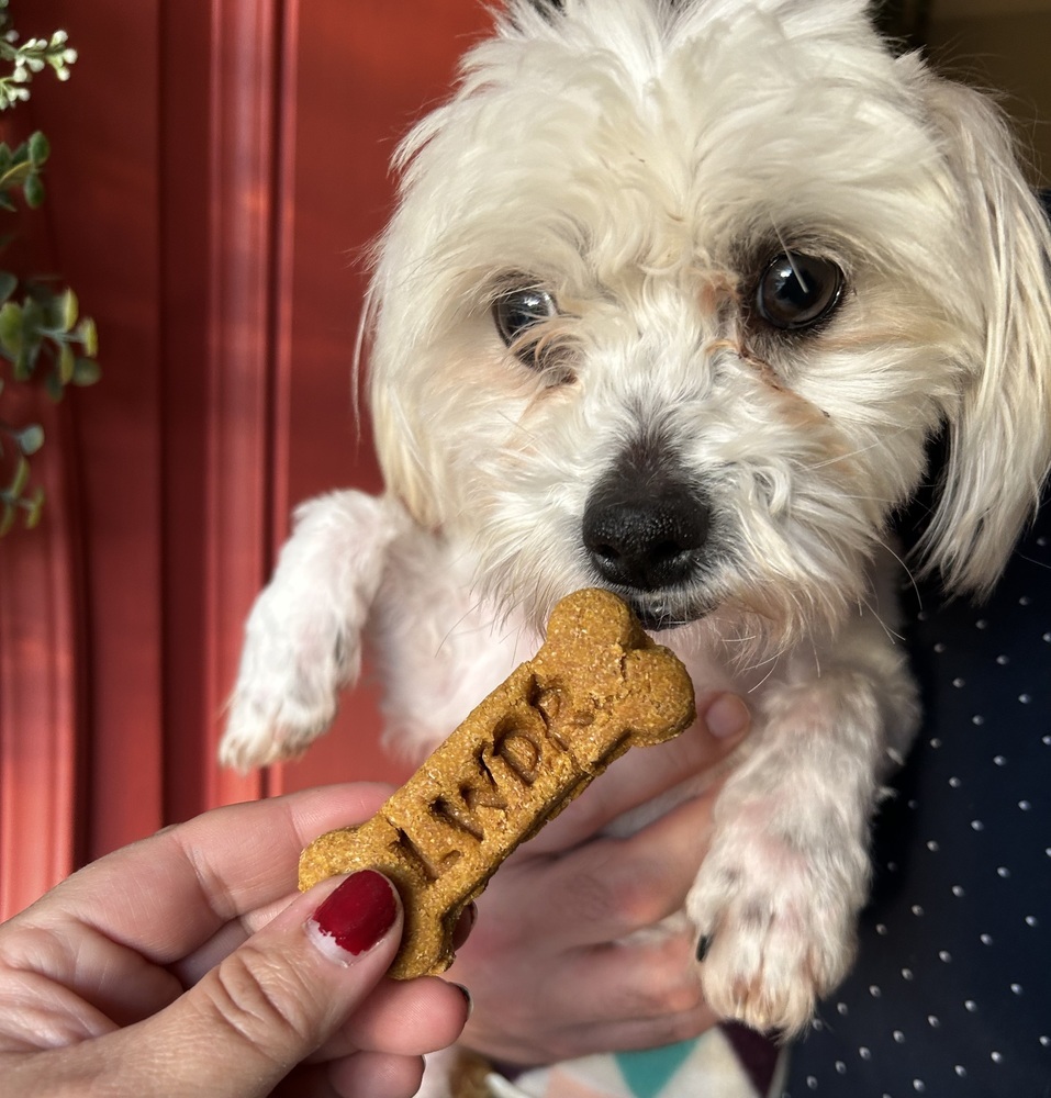Maltese - Steve