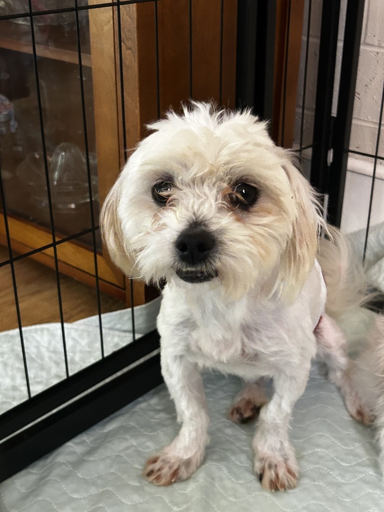 Maltese - Steve