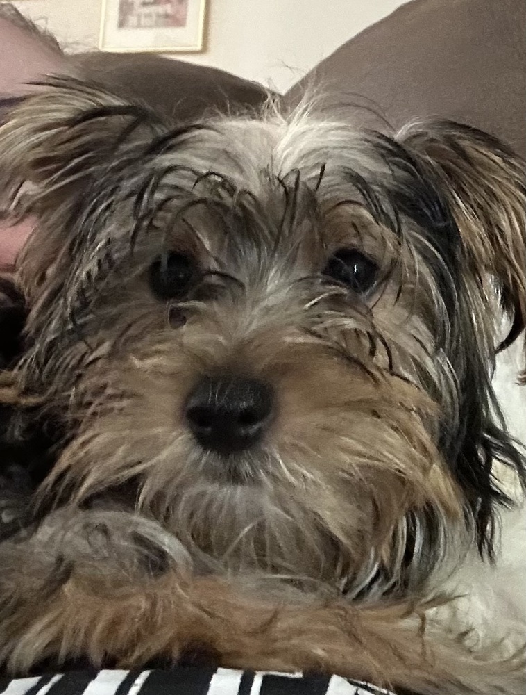 Yorkiepoo - Timon