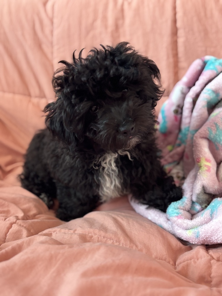 Yorkiepoo-Rascal