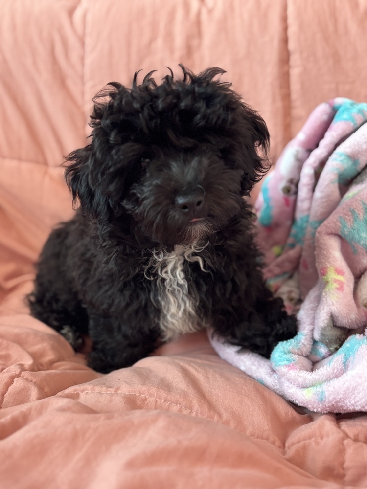 Yorkiepoo-Rascal