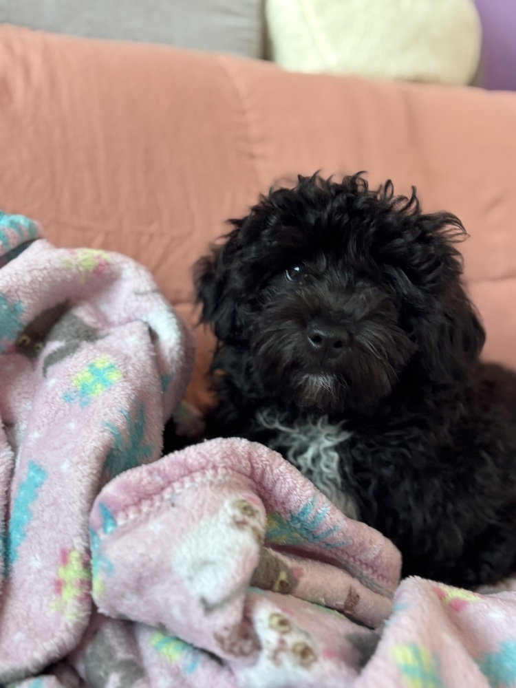 Yorkiepoo-Rascal