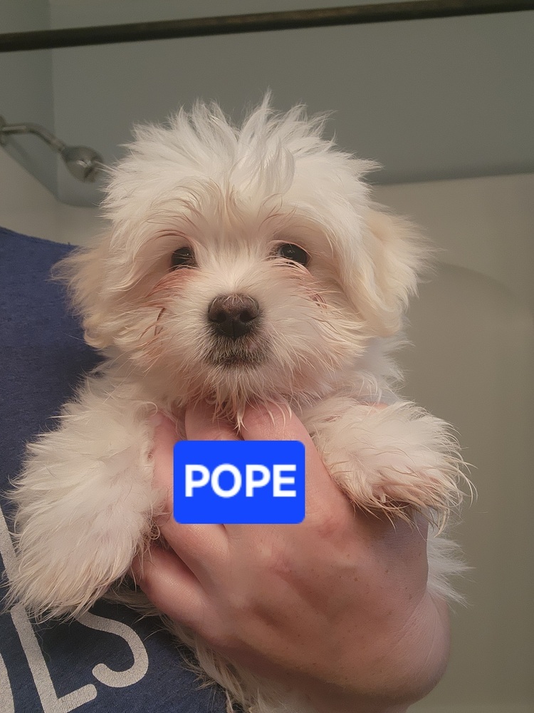 Maltese- Pope