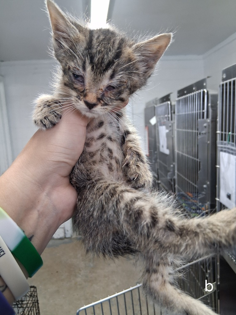 Boxwood, an adoptable Domestic Short Hair in Brownwood, TX, 76801 | Photo Image 1