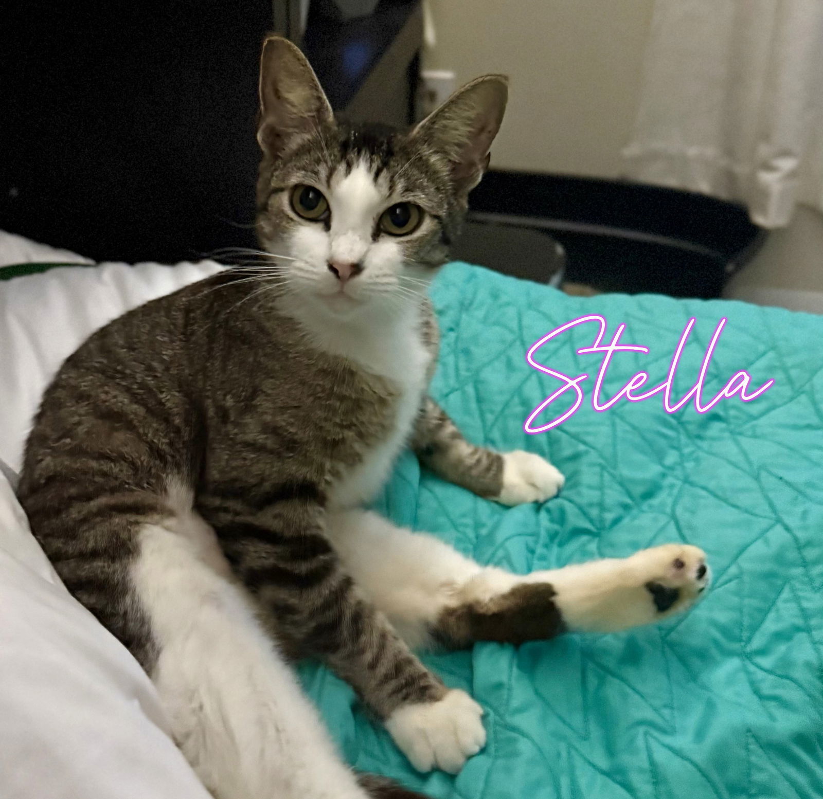 Stella #shy-lap-cat