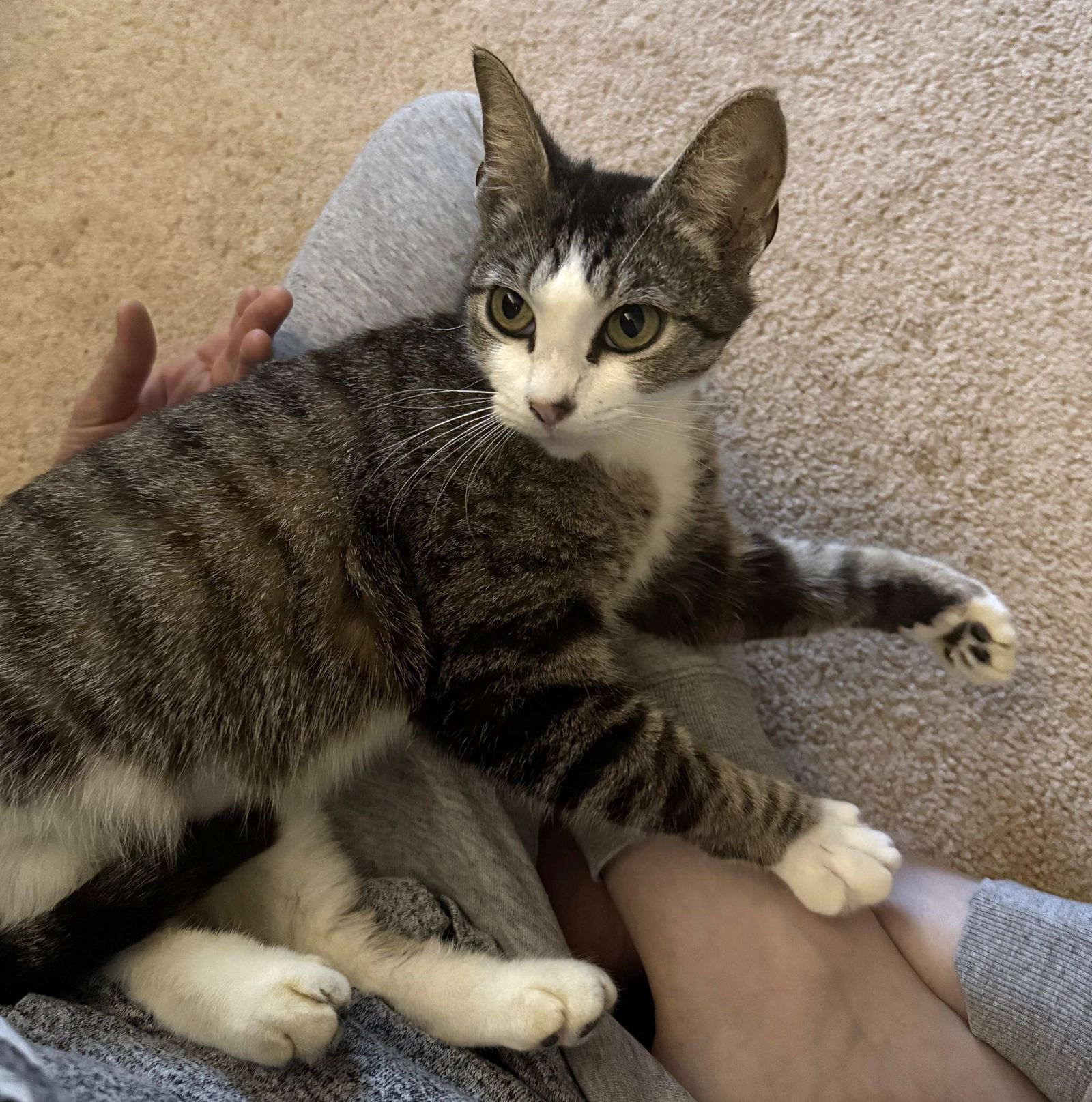 Stella #shy-lap-cat