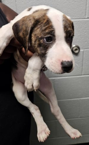 CG Pup 3, Young Female Pit Bull Terrier