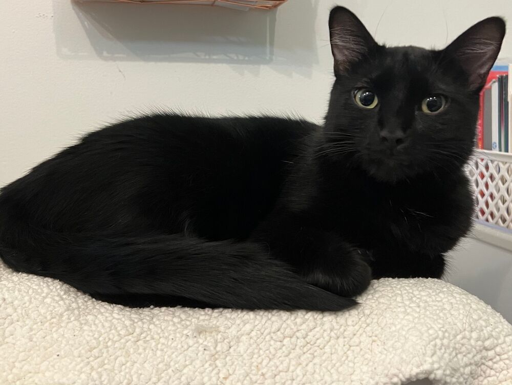 Bagel, an adoptable Domestic Short Hair in McPherson, KS, 67460 | Photo Image 1