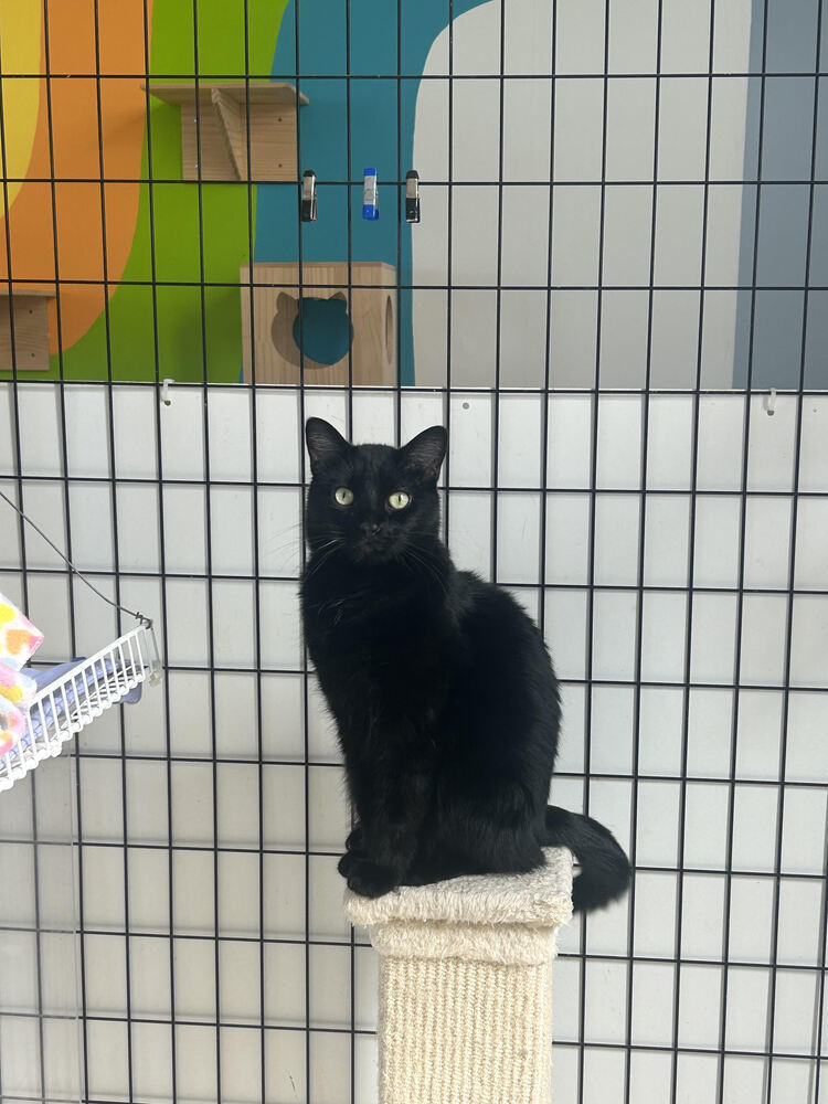 Bagel, an adoptable Domestic Short Hair in McPherson, KS, 67460 | Photo Image 1
